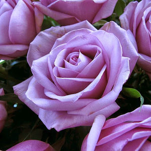 Meet your Posher, Esther